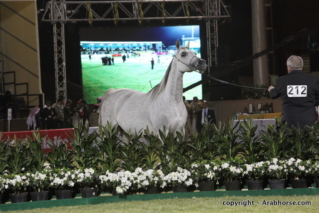 Al Khalediah Arabian Horse Festival Day 3