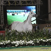 Al Khalediah Arabian Horse Festival Day 3