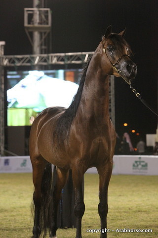 Al Khalediah Arabian Horse Festival Day 3