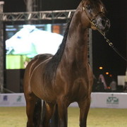 Al Khalediah Arabian Horse Festival Day 3
