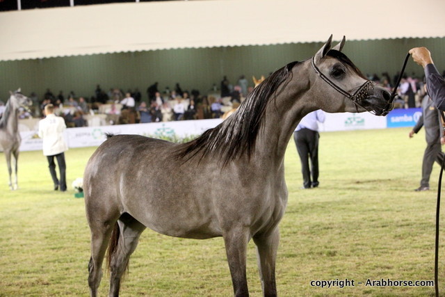 Al Khalediah Arabian Horse Festival Day 3