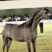 Al Khalediah Arabian Horse Festival Day 3