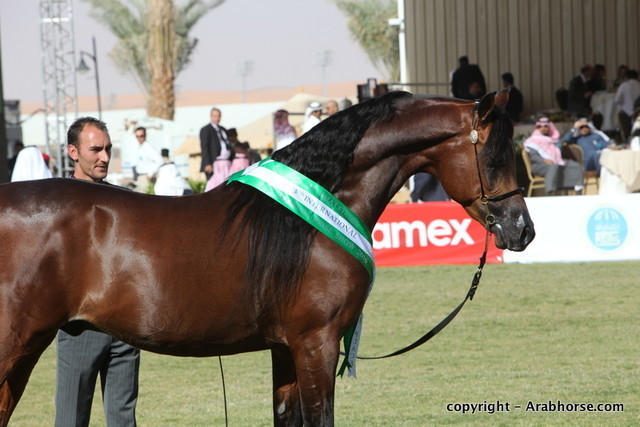 Al Khalediah Arabian Horse Festival Day 3