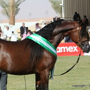 Al Khalediah Arabian Horse Festival Day 3
