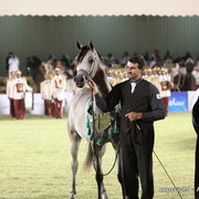 Al Khalediah Arabian Horse Festival Day 3