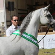 Al Khalediah Arabian Horse Festival Day 3
