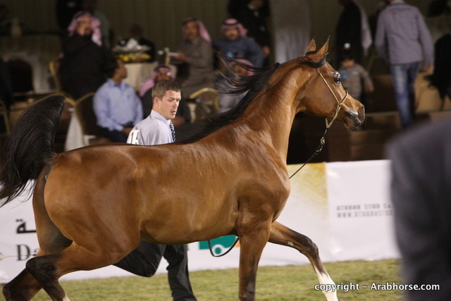 Al Khalediah Arabian Horse Festival Day 3