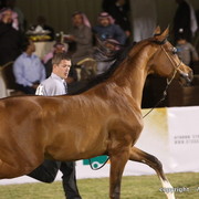Al Khalediah Arabian Horse Festival Day 3