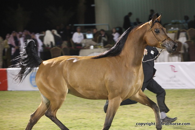 Al Khalediah Arabian Horse Festival Day 3