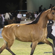 Al Khalediah Arabian Horse Festival Day 3