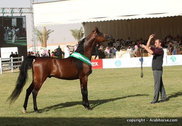 Al Khalediah Arabian Horse Festival Day 3