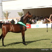 Al Khalediah Arabian Horse Festival Day 3