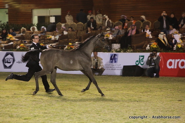 Al Khalediah Arabian Horse Festival Day 3
