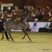 Al Khalediah Arabian Horse Festival Day 3