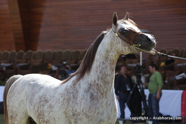 Al Khalediah Arabian Horse Festival Day 3