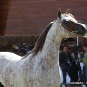 Al Khalediah Arabian Horse Festival Day 3