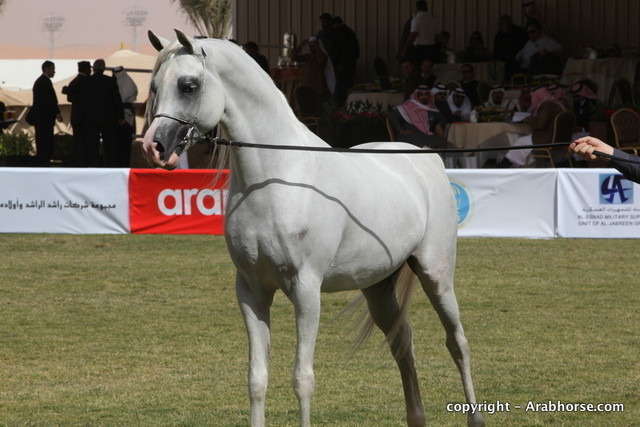 Al Khalediah Arabian Horse Festival Day 3