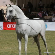 Al Khalediah Arabian Horse Festival Day 3
