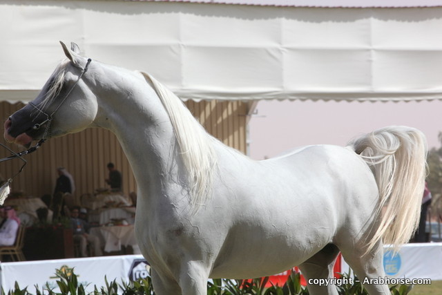 Al Khalediah Arabian Horse Festival Day 3