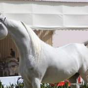 Al Khalediah Arabian Horse Festival Day 3