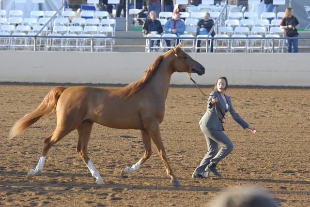 Scottsdale Arabian Horse Show 2010 - Thursday, 2-11
