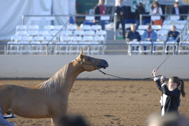 Scottsdale Arabian Horse Show 2010 - Thursday, 2-11