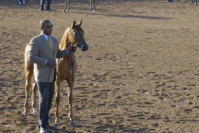 Scottsdale Arabian Horse Show 2010 - Saturday, 2-13