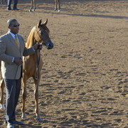 Scottsdale Arabian Horse Show 2010 - Saturday, 2-13
