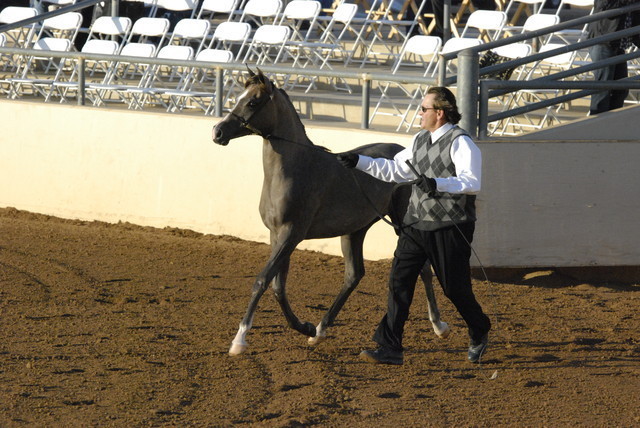 Scottsdale Arabian Horse Show 2010 - Saturday, 2-13
