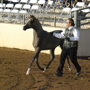 Scottsdale Arabian Horse Show 2010 - Saturday, 2-13