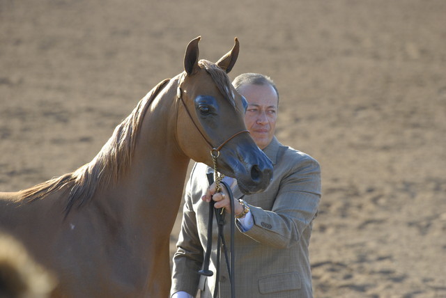 Scottsdale Arabian Horse Show 2010 - Saturday, 2-13