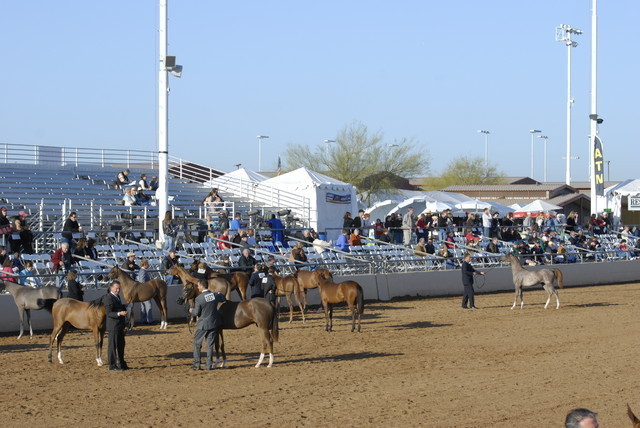 Scottsdale Arabian Horse Show 2010 - Saturday, 2-13