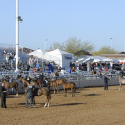 Scottsdale Arabian Horse Show 2010 - Saturday, 2-13