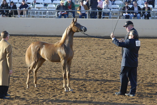 Scottsdale Arabian Horse Show 2010 - Saturday, 2-13