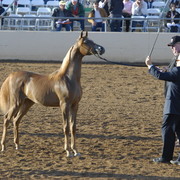 Scottsdale Arabian Horse Show 2010 - Saturday, 2-13