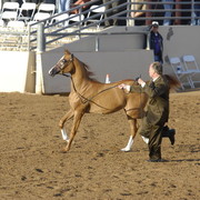 Scottsdale Arabian Horse Show 2010 - Saturday, 2-13