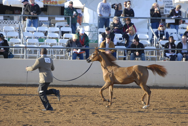 Scottsdale Arabian Horse Show 2010 - Saturday, 2-13