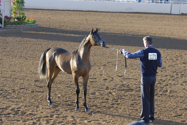 Scottsdale Arabian Horse Show 2010 - Sunday, 2-14 - Yearling Colts, Jan.- April