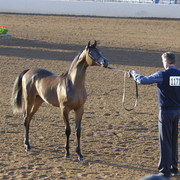 Scottsdale Arabian Horse Show 2010 - Sunday, 2-14 - Yearling Colts, Jan.- April