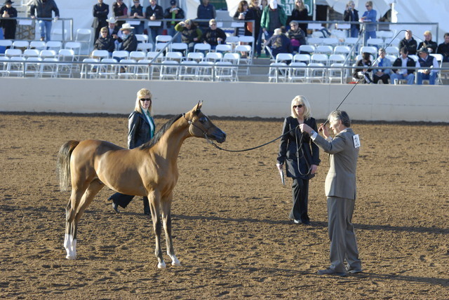 Scottsdale Arabian Horse Show 2010 - Sunday, 2-14 - Yearling Colts, Jan.- April
