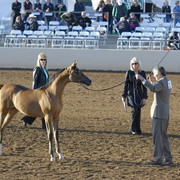 Scottsdale Arabian Horse Show 2010 - Sunday, 2-14 - Yearling Colts, Jan.- April