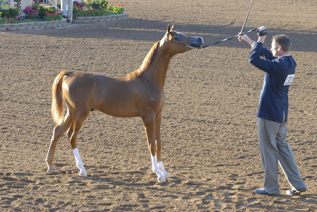 Scottsdale Arabian Horse Show 2010 - Sunday, 2-14 - Yearling Colts, Jan.- April