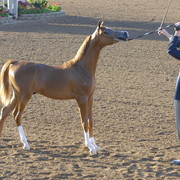 Scottsdale Arabian Horse Show 2010 - Sunday, 2-14 - Yearling Colts, Jan.- April