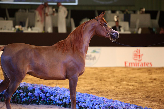 Class 2A | 1st Place - Alma Al Tiglio | Ajman Stud & Buzzi Family