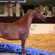 Class 2A | 1st Place - Alma Al Tiglio | Ajman Stud & Buzzi Family