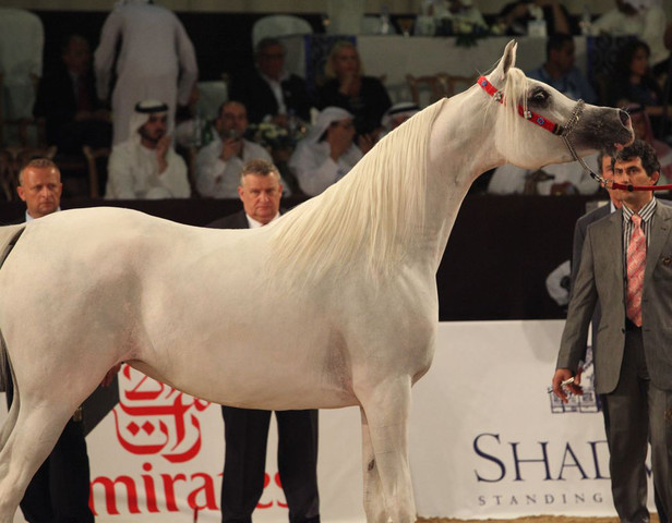 Class 4 | 3rd Place - AJA Angelica | Ajman Stud