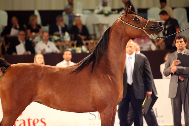 Class 4 | 2nd Place - Marabella KD | Dubai Arabian Horse Stud