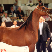 Class 4 | 2nd Place - Marabella KD | Dubai Arabian Horse Stud