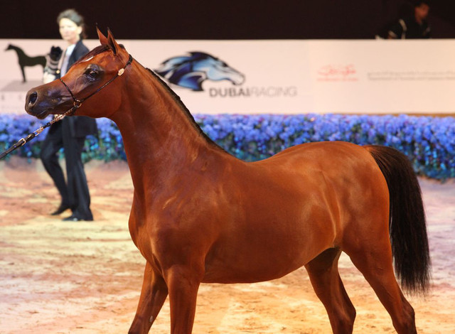 Class 1 | 1st Place - Maryah OS | Sheikh Mohammed Saod Sultan Saqar Al Qassimi