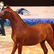 Class 1 | 1st Place - Maryah OS | Sheikh Mohammed Saod Sultan Saqar Al Qassimi